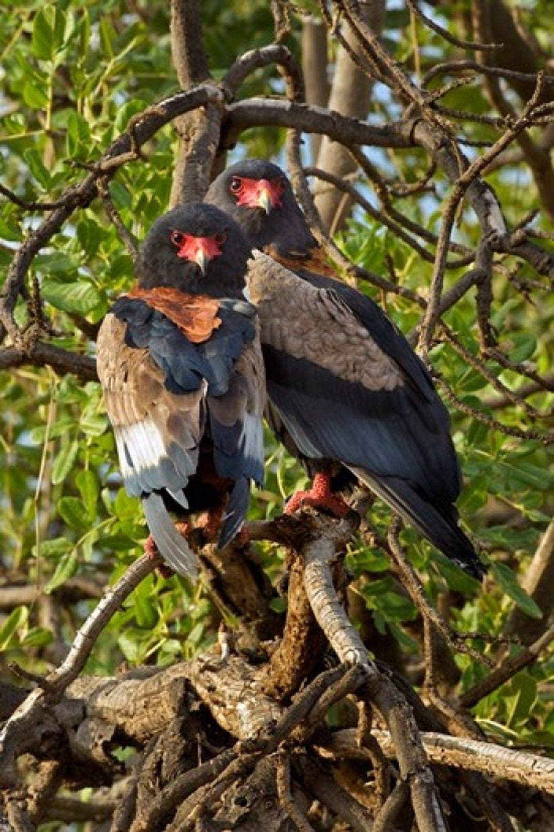 Bateleur Eagles Samburu National Reserve Kenya Canvas Art - Adam Jones DanitaDelimont (11 x 17)