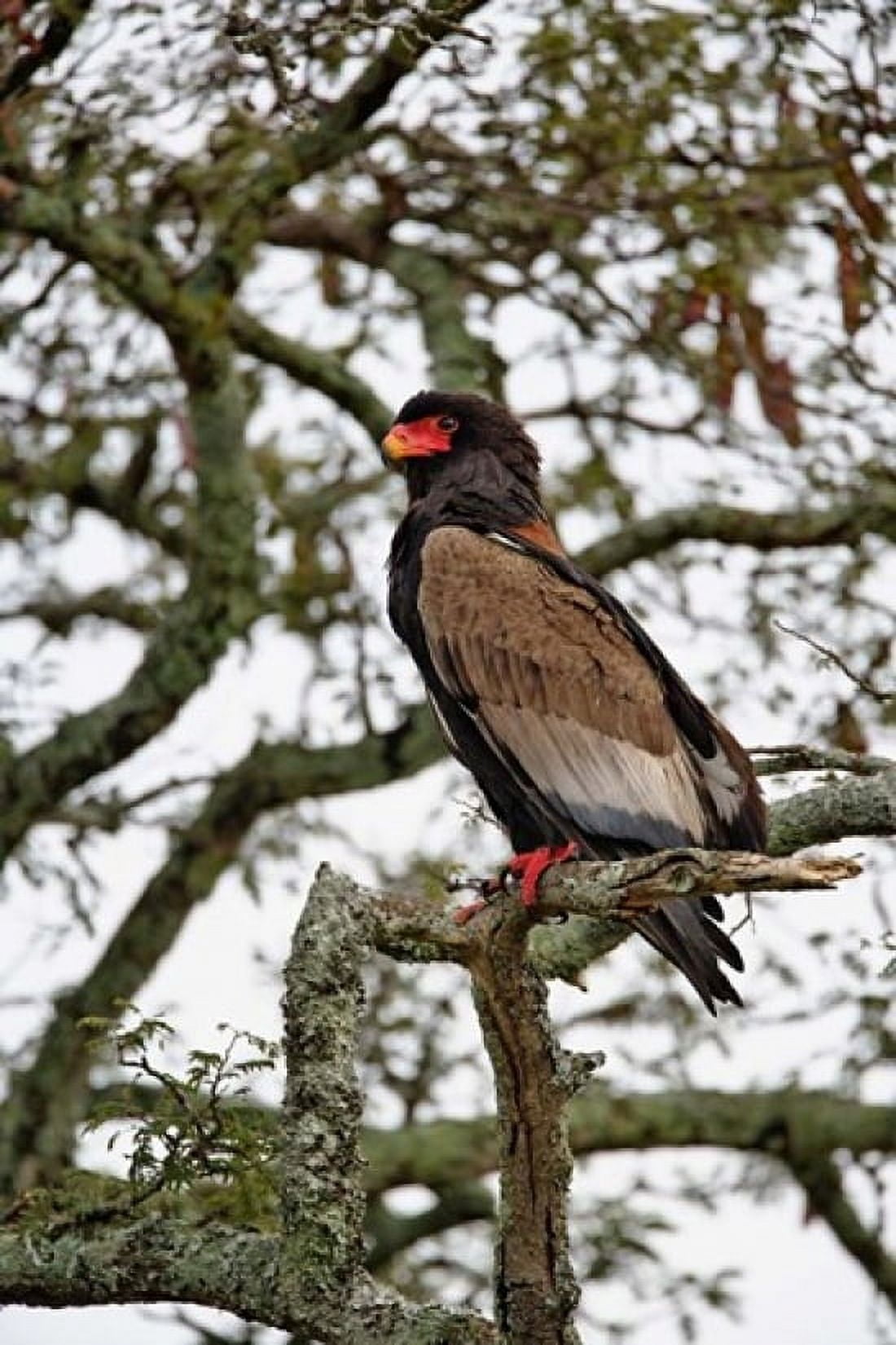 Bateleur Serengeti National Park Tanzania Canvas Art - Adam Jones DanitaDelimont (23 x 35)