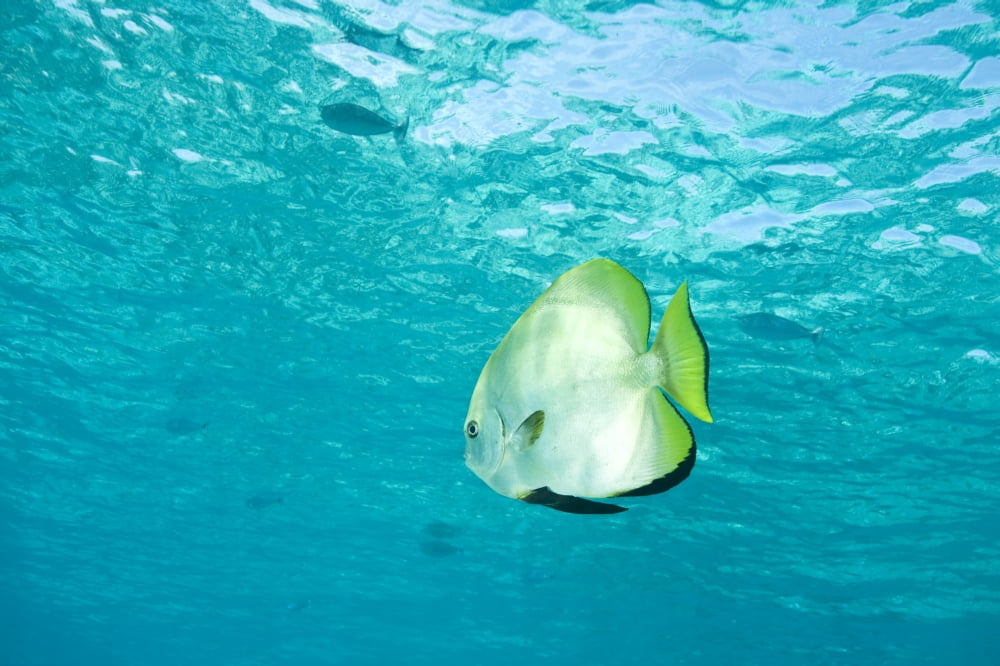 Batfish In Water Canvas Art - Stuart Westmorland Design Pics (18 x 11)