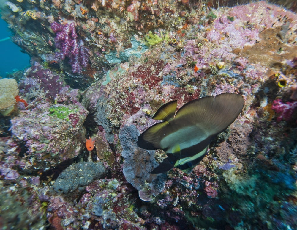 Batfish Raja Ampat Indonesia Canvas Art - Beverly FactorStocktrek Images (32 x 25)