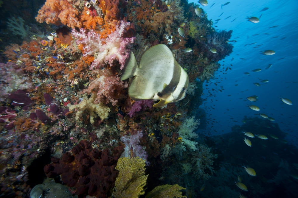 Batfish Raja Ampat Indonesia Canvas Art - Beverly FactorStocktrek Images (35 x 23)