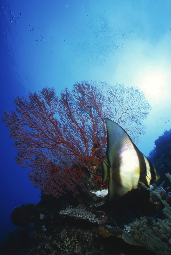 Batfish and sea fan Palau Micronesia Canvas Art - Beverly FactorStocktrek Images (23 x 34)