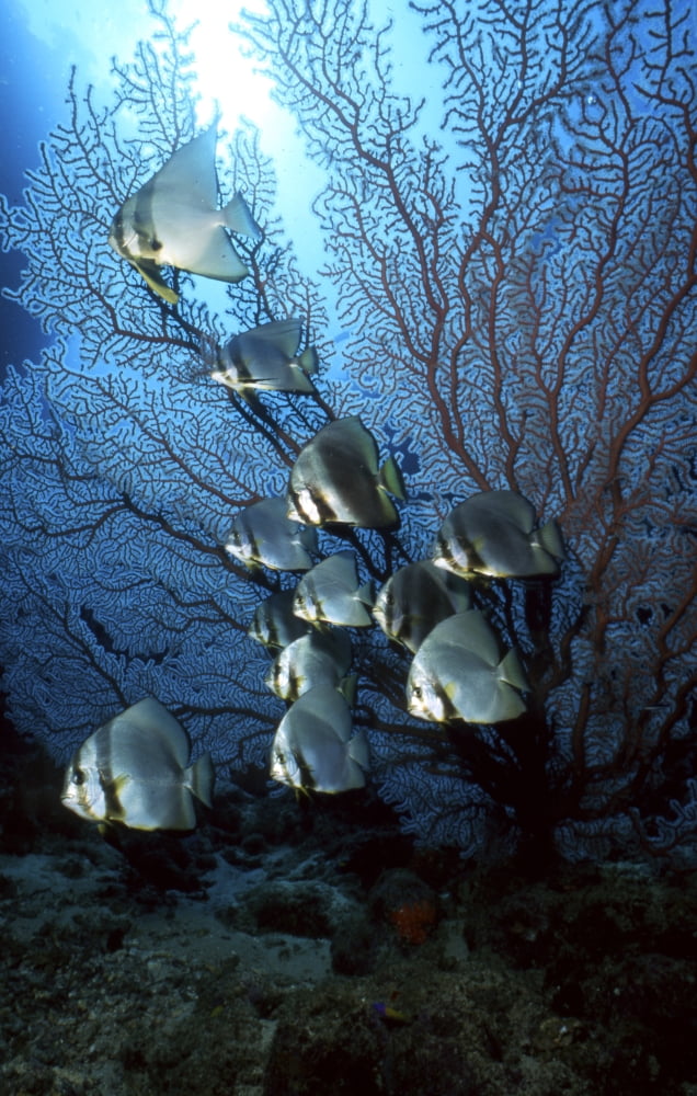Batfish and sea fan Papua New Guinea Canvas Art - Beverly FactorStocktrek Images (23 x 35)