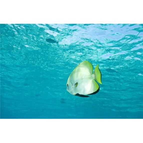 Batfish in Water Poster Print by Stuart Westmorland - 18 x 11