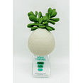 thumbnail image 1 of Bath and Body Works Wallflower Plugin Air Freshener, Succulent, 1 of 3