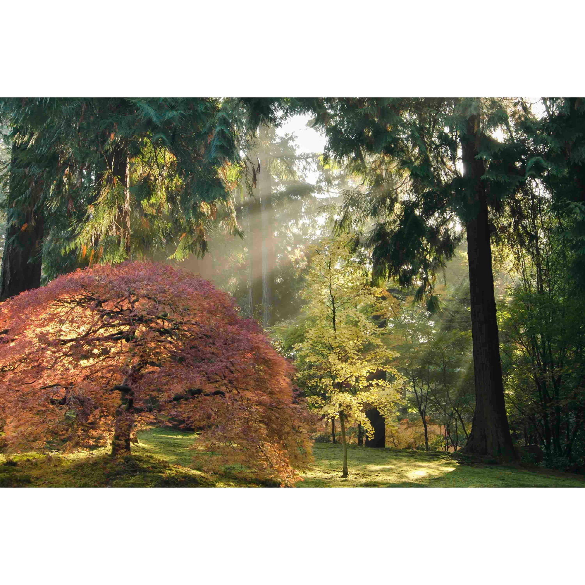 "Bathed in Morning Light" Painting Print on Wrapped Canvas