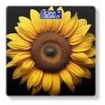 thumbnail image 1 of Bathroom Scale, Highly Accurate Digital Body Scale,Precisely Measures Weight up to 400 lbs-Beautiful Sunflower Isolated On Black Background, 1 of 4