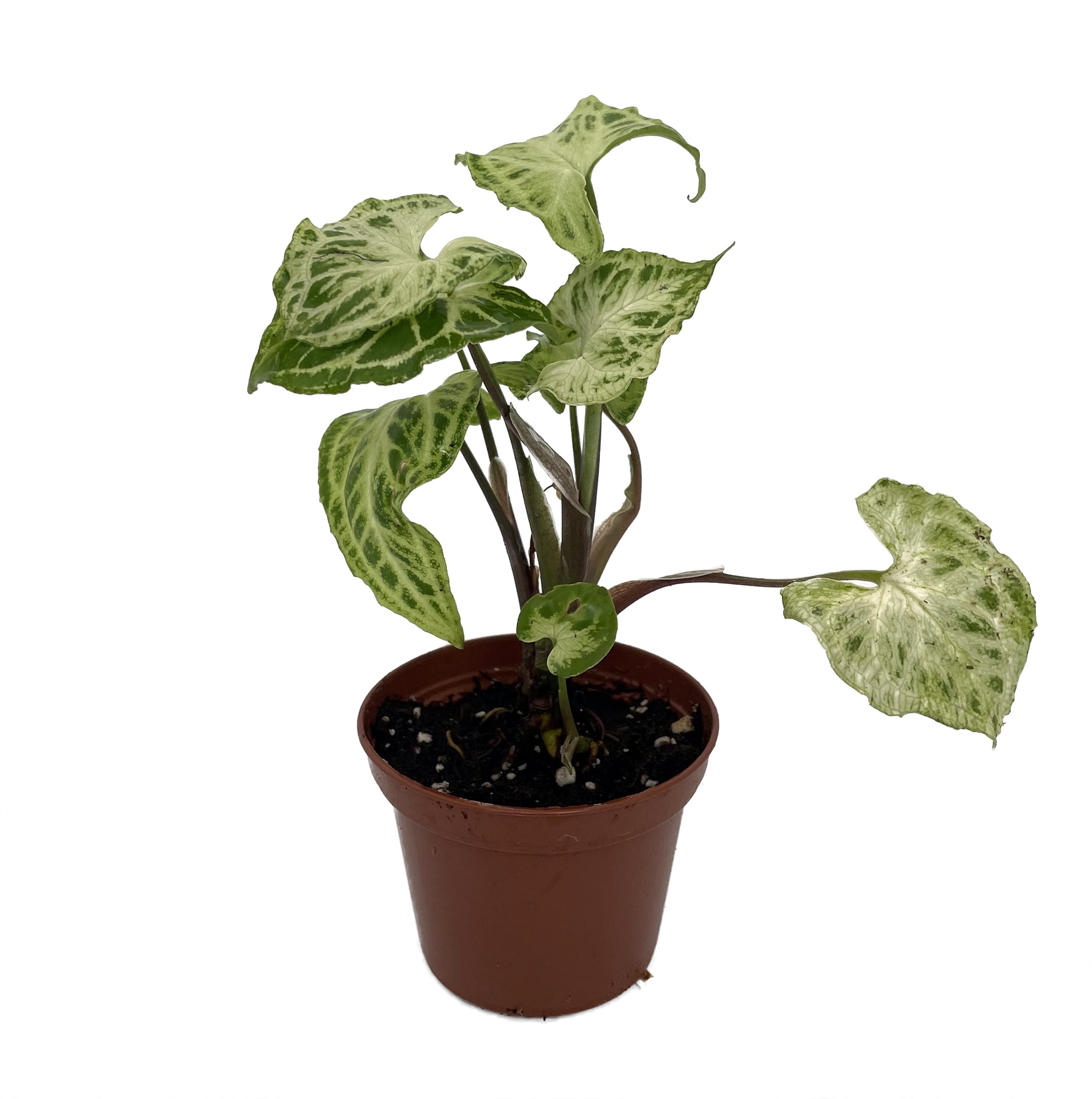 corner plant stand indoor Giantex 3 Tier Tall Plant Stand Indoor, 36 Inch Corner Plant Holder with Metal Frame 1 Pack