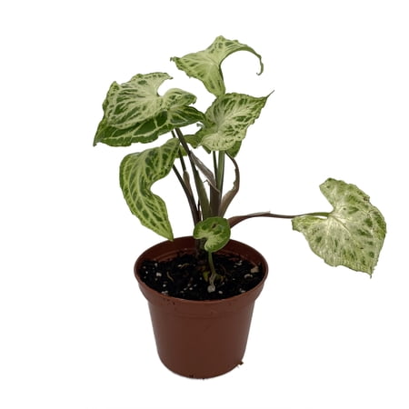 Batik Arrowhead Plant - Syngonium - Nepthytis - 2.5" Pot