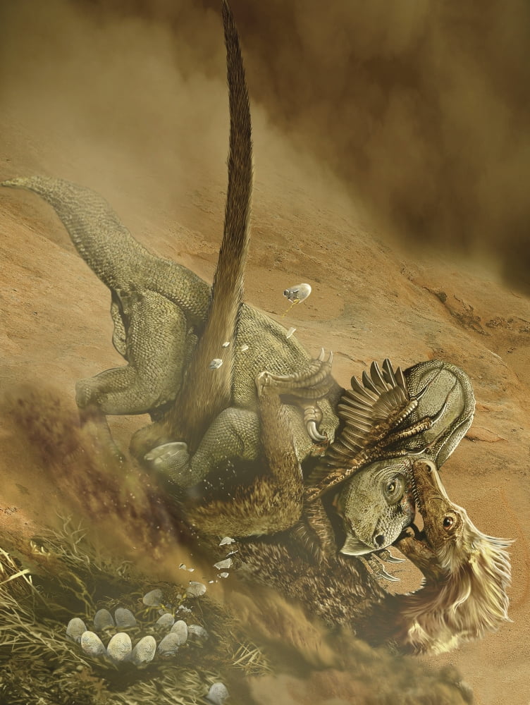 Battle scene between a Velociraptor and Protoceratops in the Mongolian desert Canvas Art - Jan SovakStocktrek Images (24 x 32)