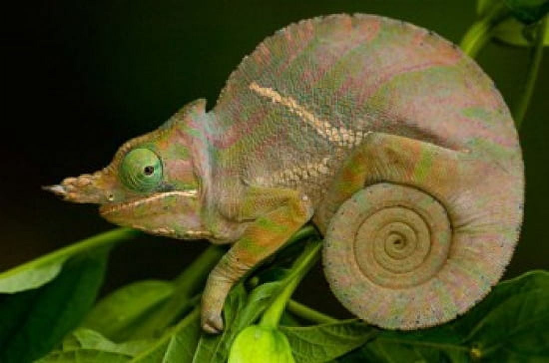 Baudriers Chameleon Lizard Madagascar Africa Canvas Art - Pete Oxford DanitaDelimont (38 x 26)