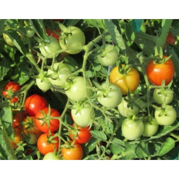 Baxter Early Bush Cherry Tomato Plant - 4" Pot - Heirloom Variety
