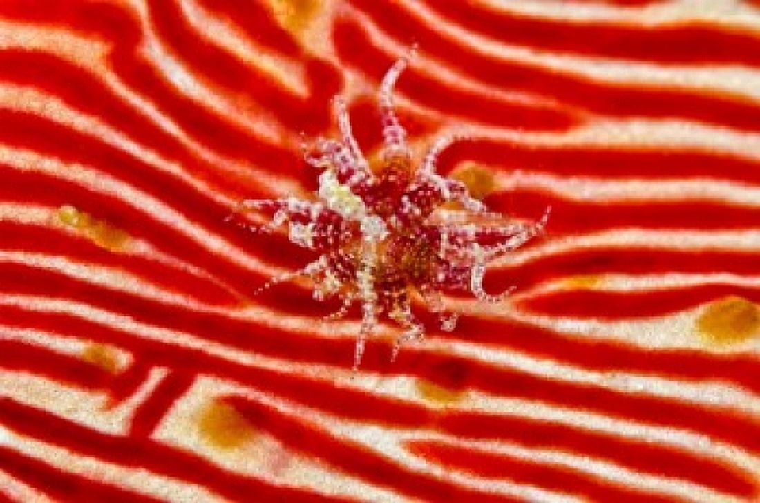 Bay Anemone on sea cucumber Canvas Art - Jaynes Gallery  DanitaDelimont (25 x 17)