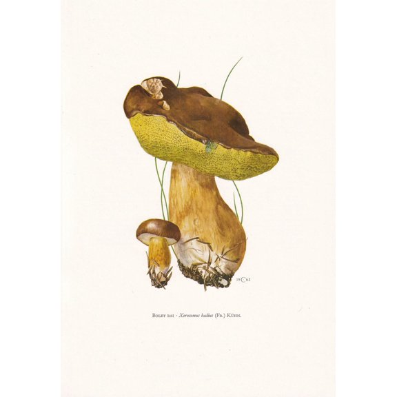 Bay Bolete Mushroom Print, Unframed Paper Poster 8x10in