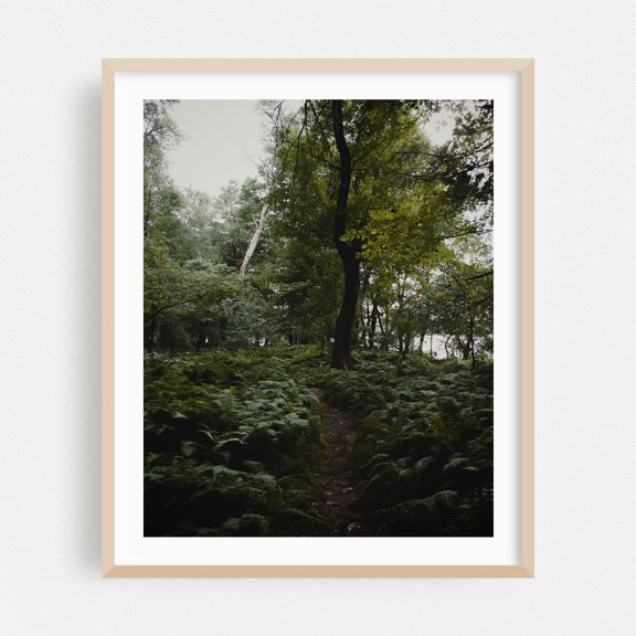 Bay Circuit Forest 04 - Marlborough Massachusetts Photography Forest Nature Landscape Scenic Botanical Rural Summer Oak Framed Wall Art Print 6 x 8 inches