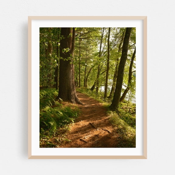 Bay Circuit Trail at Sudbury Reservoir 01 - Massachusetts Photography Forest Nature Scenic Botanical Landscape Rustic Summer Oak Framed Wall Art Print 6 x 8 inches
