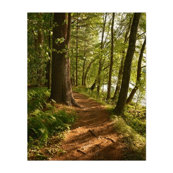Bay Circuit Trail at Sudbury Reservoir 01 - Massachusetts Photography Forest Nature Scenic Botanical Landscape Rustic Summer Unframed Wall Art Print 36 x 48 inches