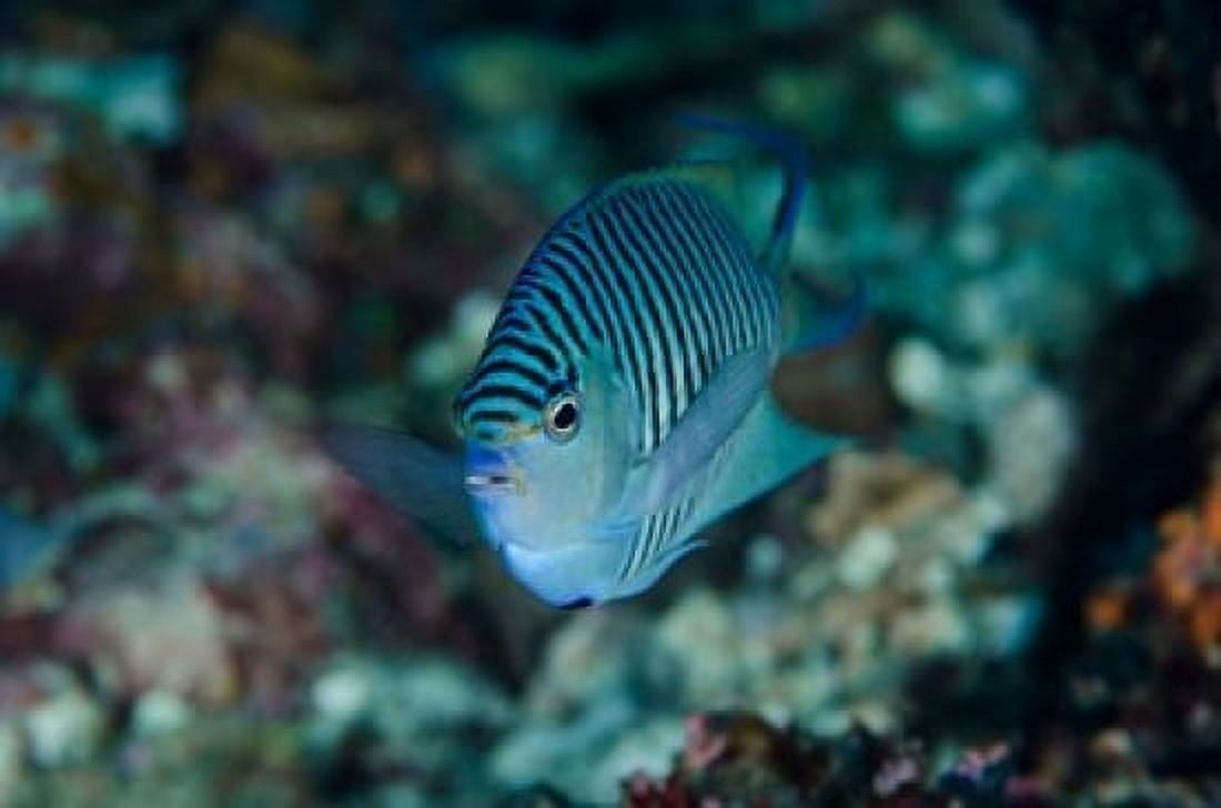 Bay Close-up of angelfish Canvas Art - Jaynes Gallery DanitaDelimont (23 x 16)