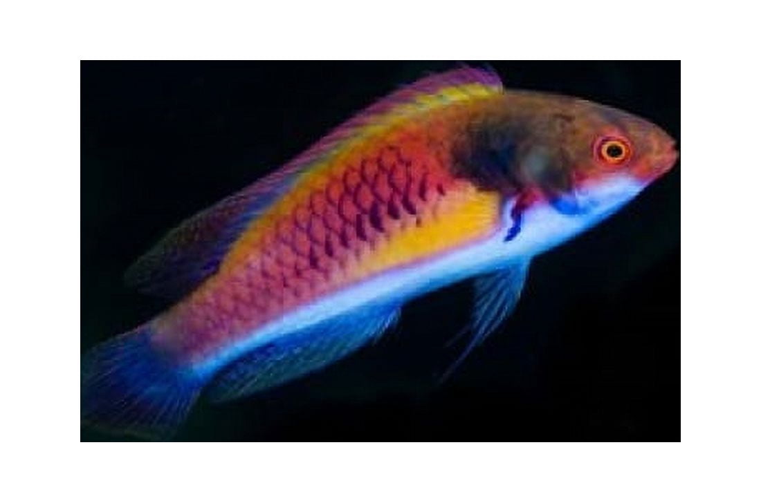 Bay Close-up of colorful wrasse fish Canvas Art - Jaynes Gallery DanitaDelimont (22 x 15)