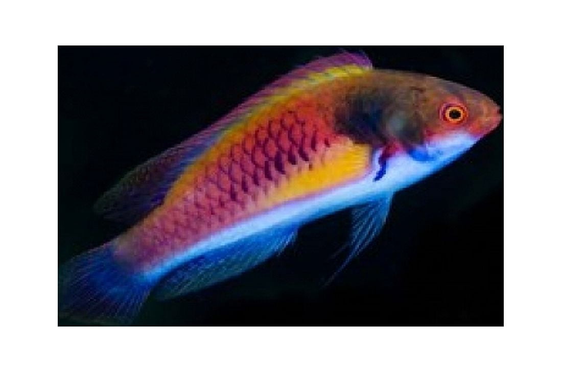 Bay Close-up of colorful wrasse fish Canvas Art - Jaynes Gallery DanitaDelimont (36 x 24)