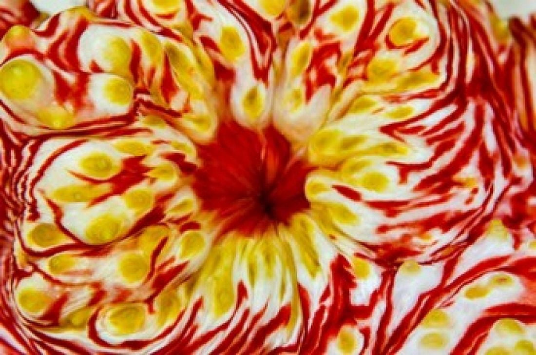 Bay Close-up of sea cucumber Canvas Art - Jaynes Gallery DanitaDelimont (25 x 17)