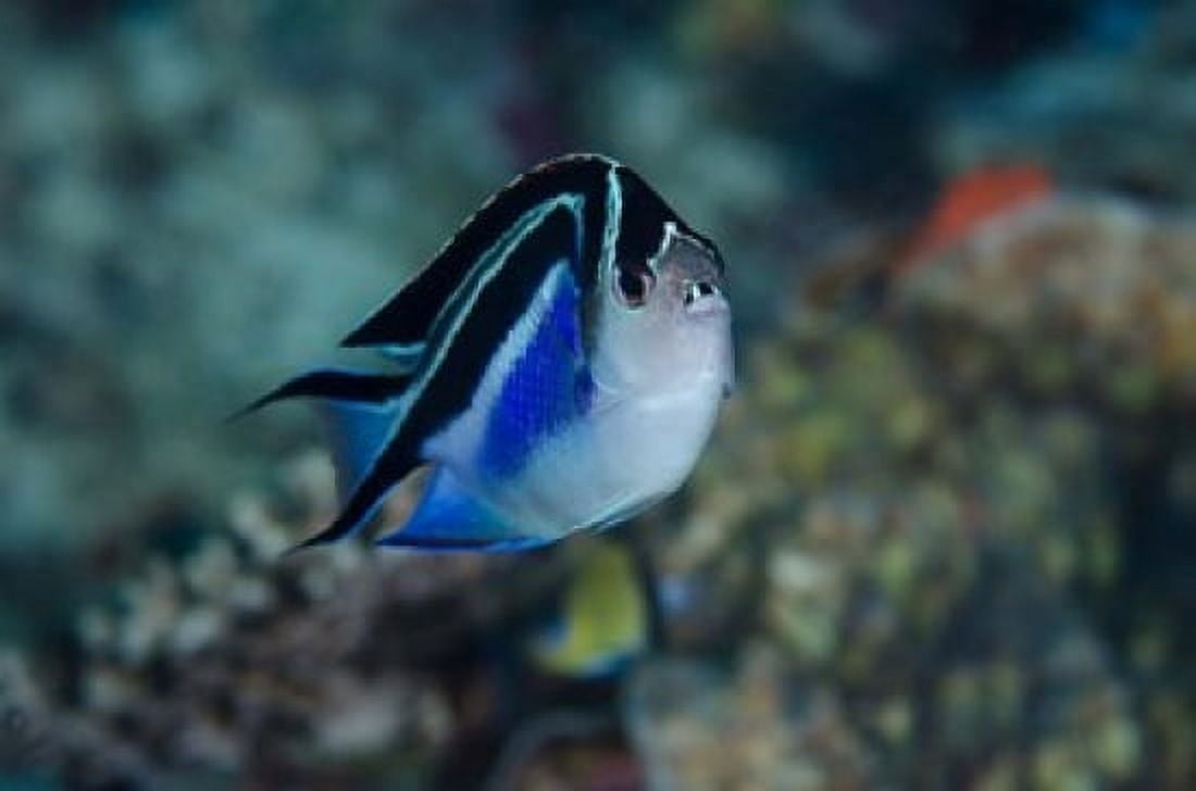 Bay Frontal view of angel fish Canvas Art - Jaynes Gallery DanitaDelimont (26 x 18)