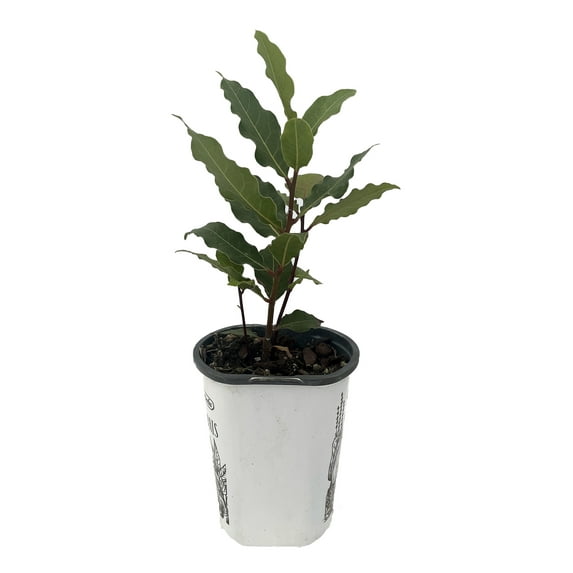 Bay Laurel Herb - Laurus nobilis - 4.33" Pot - Live Plant