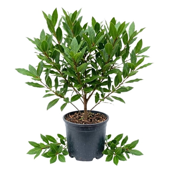 Bay Laurel Herb Plant, Bay Leaf Live Plant, 8-10 Inch Tall