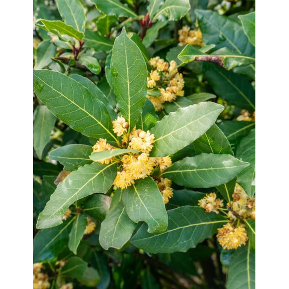 Bay Laurel Live Plant 46 Inch Tall, Fresh Bay Leaves, Easy Grow for Home Garden