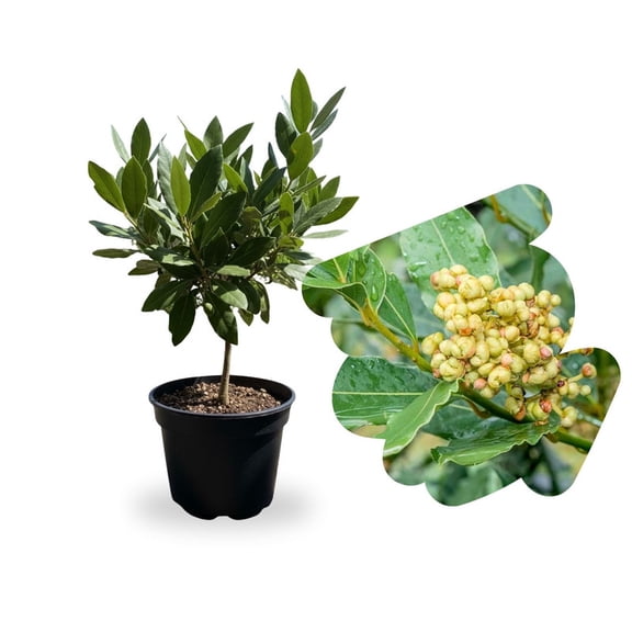 Bay Laurel Live Plant 4 Inch, Fragrant Bay Leaf Tree for Outdoor and Container Growing