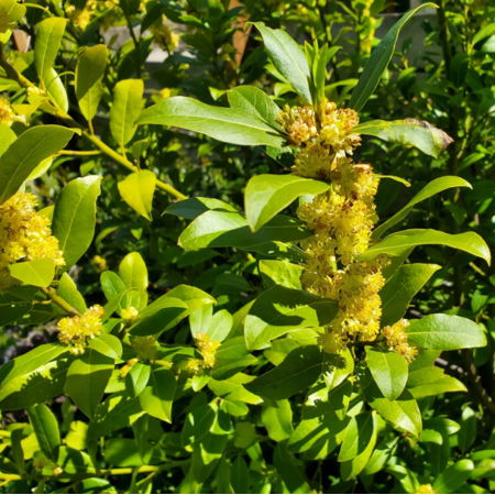 Bay Laurel Plant Live for Planting, Sweet Bay Plant Laurus Nobilis Plant for Outdoor Garden 4 to 6 Inch Tall