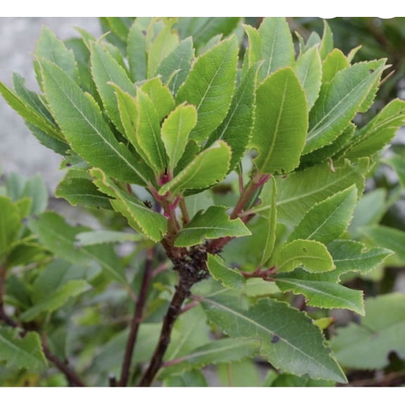 Bay Laurel Sweet Bay 1 gallon pot, Easy to Grow (Laurus nobilis) Herb Certified Organic