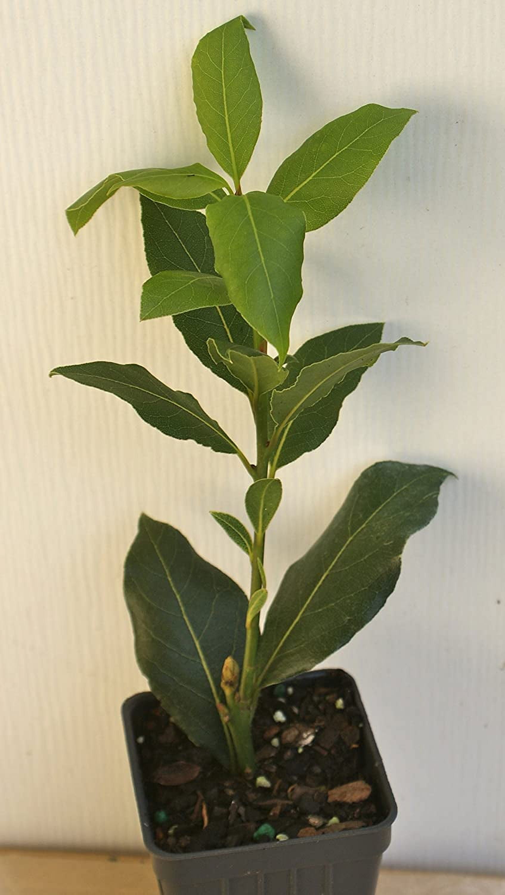 Bay Leaf Herb Sweet Bay Laurel Tree Laurus nobilis Live Plant (1
