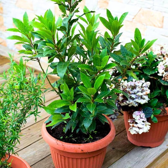 Bay Leaf Laurel Tree Live Plant, 8-10" Sweet Bay Laurus Nobilis for Indoor or Outdoor Growing, Culinary Bay Leaf Plant