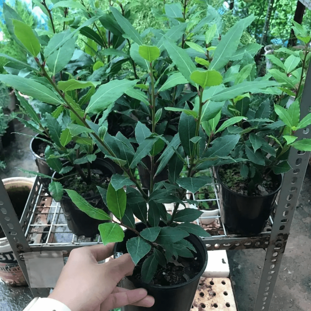Bay Leaf Laurel Tree in Pot, 8-10'' Tall, Bay Laurus Nobilis Plant Live, Bay Leaf Laurel Live Plant, Fragrant Tree