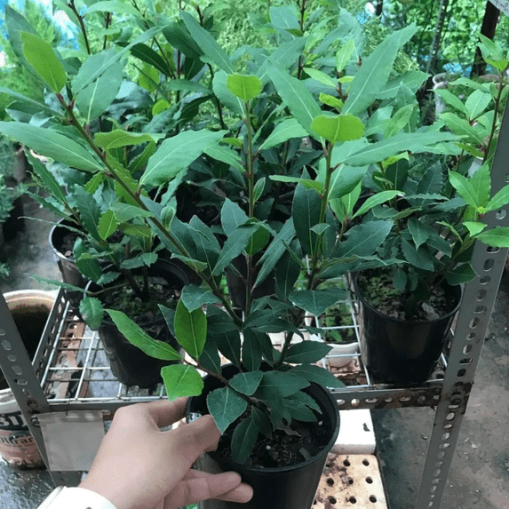 Fragrant Lead Tree TANKDA, Bay Leaf Laurel Tree in Pot, 4-inch, Fragrant Green Plant ...
