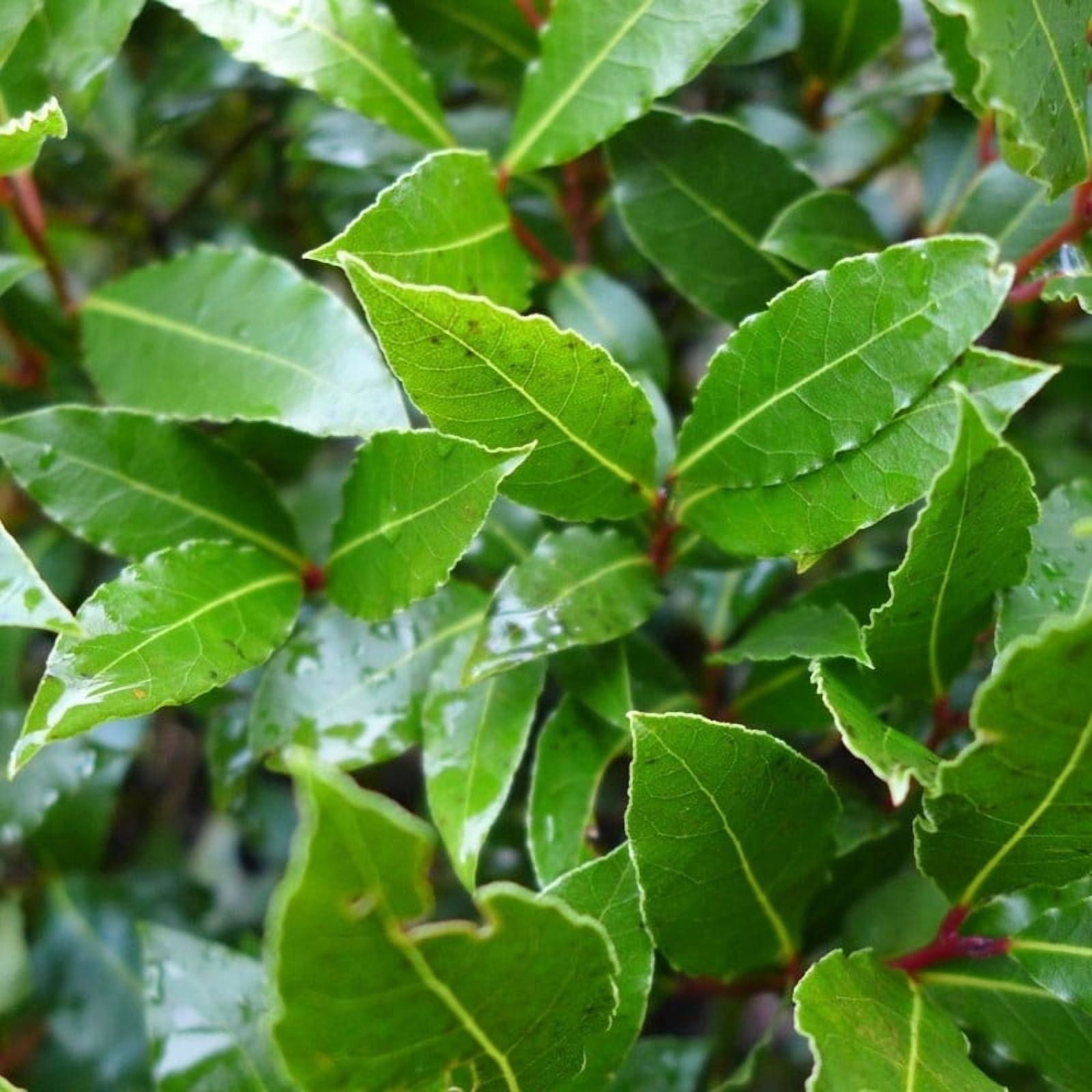 Bay Leaf Live Plant, 4 to 6 Inch Tall, Indoor Outdoor Potted, Herb Plant Compact Upright Growth Perennial