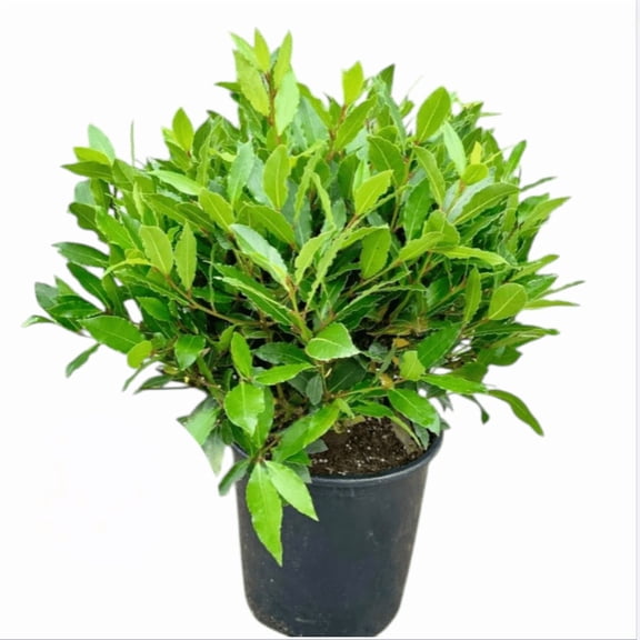Bay Leaf Live Starter Plant for Planting, Bay Laurel Tree, Sweet and Fragrant Herb, Laurus Nobilis Tree, 4 to 6 Inch Tall, Ship No Pot