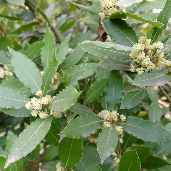 Bay Leaf Plant, 4 Inch Pot, 7 to 10 Inch Tall Bay Laurel Plant, Laurus Nobilis, Hardy Perennial Herb Plants