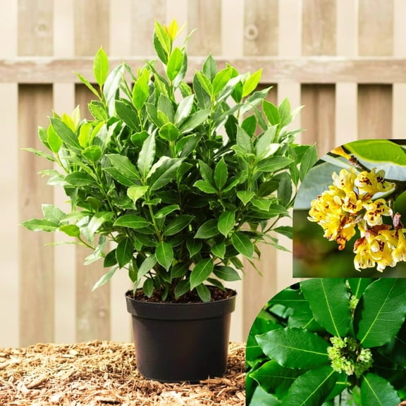 Bay Leaf Plant, Bay Leaf Tree Live Plant, Sweet and Fragrant Herb, Laurus Nobilis Tree, 4 to 6 Inches Tall, Ready for Outdoor Planting, No Pot