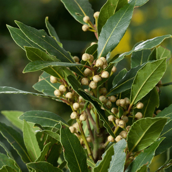 Bay Leaf Plant Live, Bay Laurel Tree, Sweet Bay Laurus Nobilis 5-9'' Tall