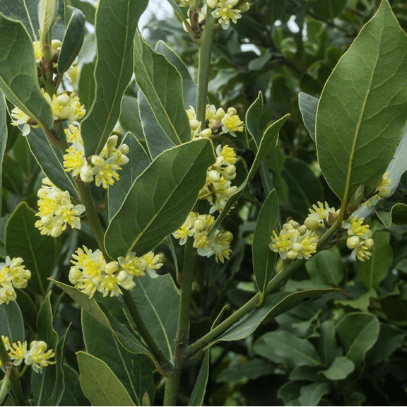 Bay Leaf Plant Live, Laurus Nobilis Bay Laurel Tree for Indoor or Outdoor Planting, 4-7 Inch Tall
