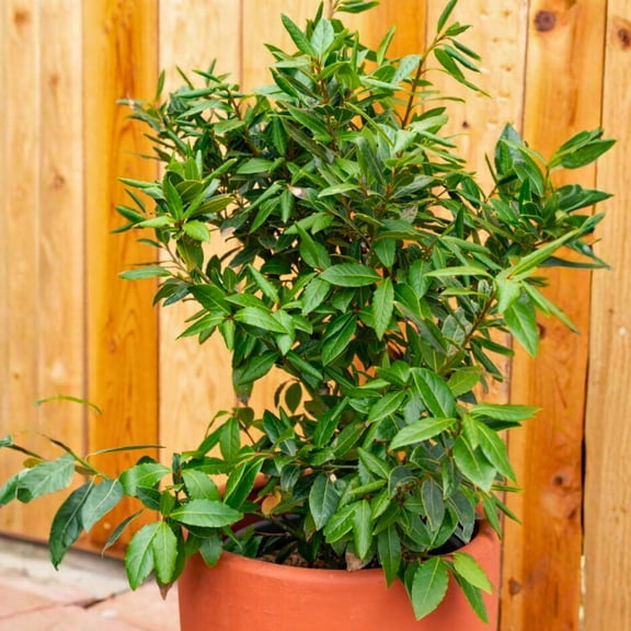 Bay Leaf Plant Live, Sweet Laurel Tree, Bay Leaf Tree, Laurus Nobilis Live Plant from 4 to 10 Inc In Tall