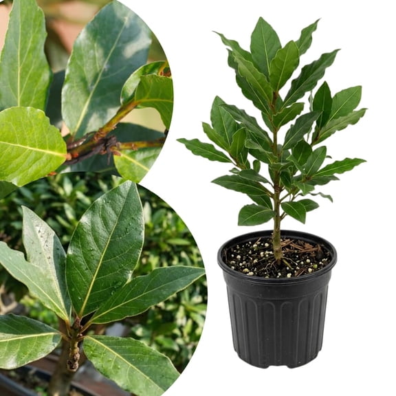 Bay Leaf Tree Live Plant, 3-5 Inches Tall in Pot, Bay Laurel Plant, Sweet Laurus Nobilisfor Growing