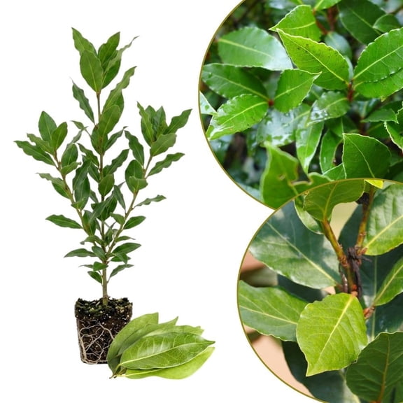 Bay Leaf Tree Live Plant 4 Inch, Cooking Bay Leaf Tree, Laurus Nobilis Herb Plants, Sweet Bayleaf Plant, Ready for Planting, No Pot