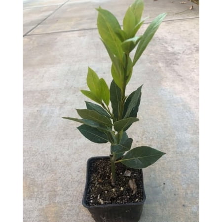 Bay Leaf Tree Live Plant 5 to 8 Inch Tall in Pot Laurus Nobilis Bay Leaf Live Plant, Sweet Bay Laurel Tree Live Plant for Indoor Outdoor Planting Herb Plant