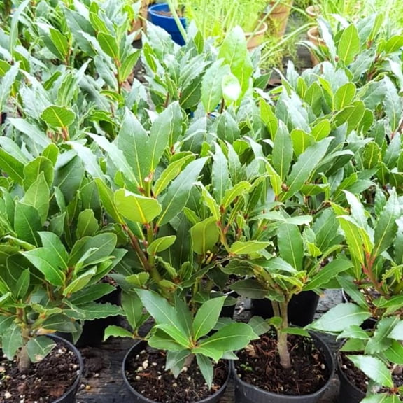 Bay Leaf Tree Live Plant, Sweet Bay Laurel Laurus Nobilis, 8-10 Inch Tall in 4 Pot, Culinary Herb Plant