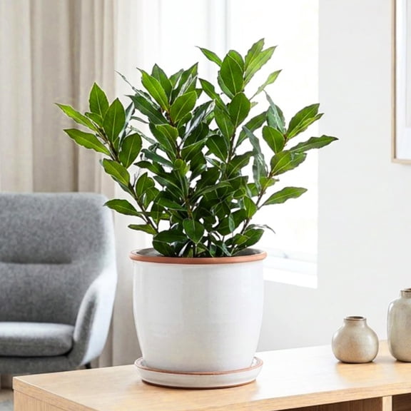 Bay Leaf Tree Live Plant, Sweet Bay Tree Laurel Trees, Laurus Nobilis, Well Rooted Plant Live, 4 to 8 Inc Tall