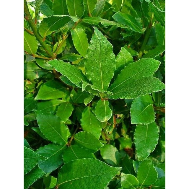 Bay Leaf Tree Plant Bay Laurel or Sweet Bay