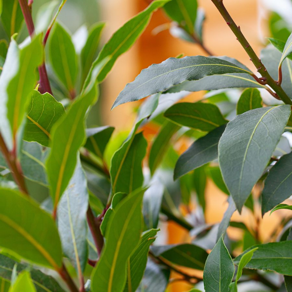 Bay Leaf Tree, The Fragrant Plant Live for Indoor and Outdoor Planting, Bay Leaf Plant 4-9 Inch Starter